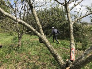 栗の木殺虫剤注入