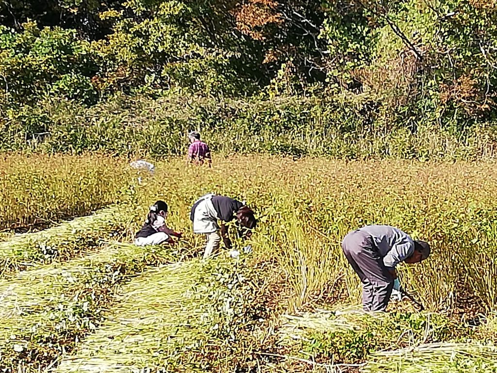 刈り取り作業