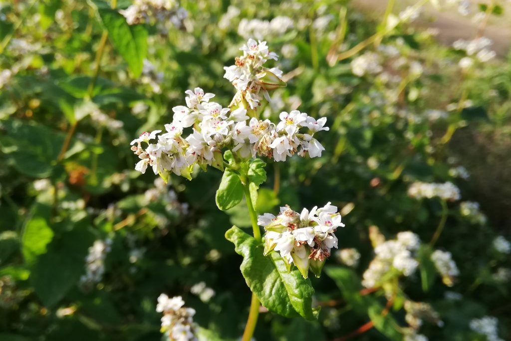 蕎麦の花